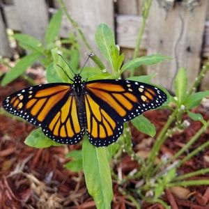 Meet your Posher, Mounira